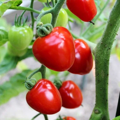 Rajče tyčkové Gardenberry F1 - Solanum lycopersicum - semena rajčete - 5 ks