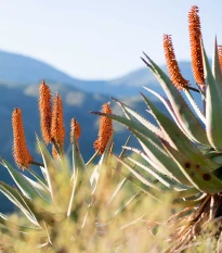 Aloe kapská - Aloe ferox - semena aloe - 6 ks