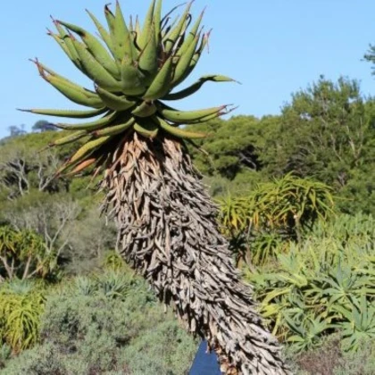 Aloe kapská - Aloe ferox - semena aloe - 6 ks