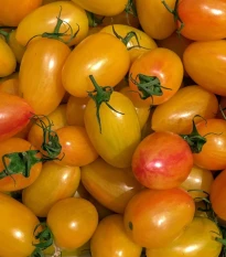 BIO Rajče tyčkové Artisan Blush Tiger - Solanum lycopersicum - bio semena rajčete - 6 ks