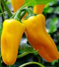Paprika Snacking Yellow F1 - Capsicum annuum - semena papriky - 5 ks