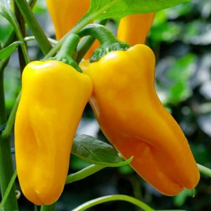 Paprika Snacking Yellow F1 - Capsicum annuum - semena papriky - 5 ks