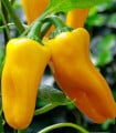 Paprika Snacking Yellow F1 - Capsicum annuum - semena papriky - 5 ks