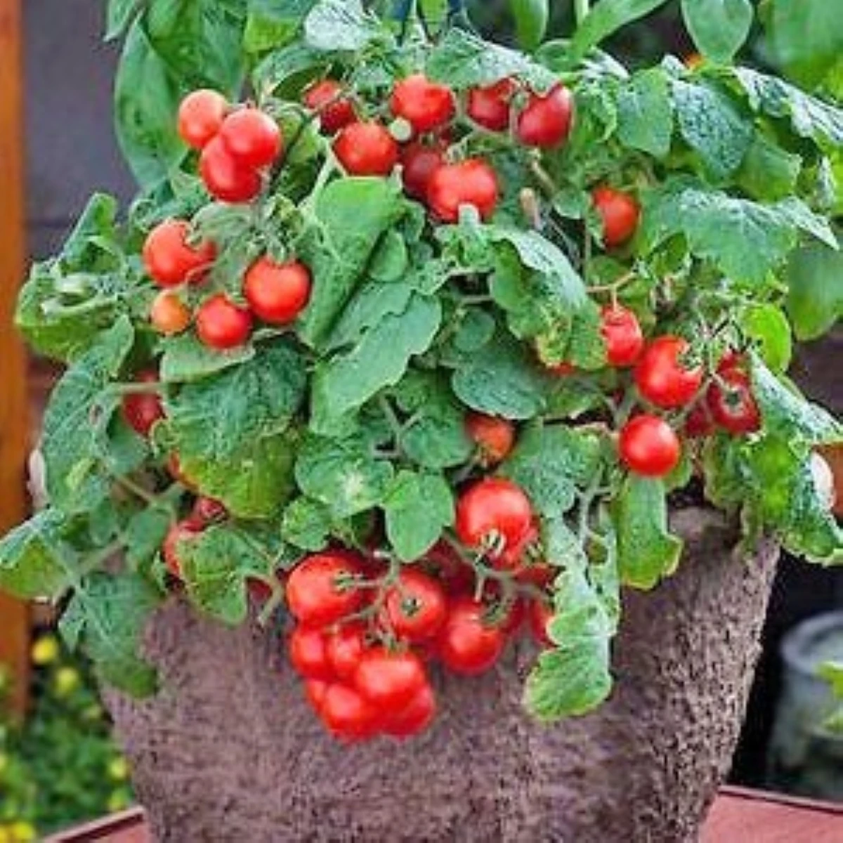 Rajče Red Robin - Solanum lycopersicum - semena rajčat - 6 ks