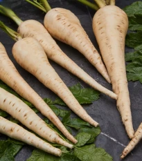 Pastiňák Javelin F1 - Pastinaca sativa - semena pastiňáku - 0,3 g