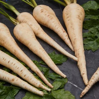 Pastiňák Javelin F1 - Pastinaca sativa - semena pastiňáku - 0,3 g