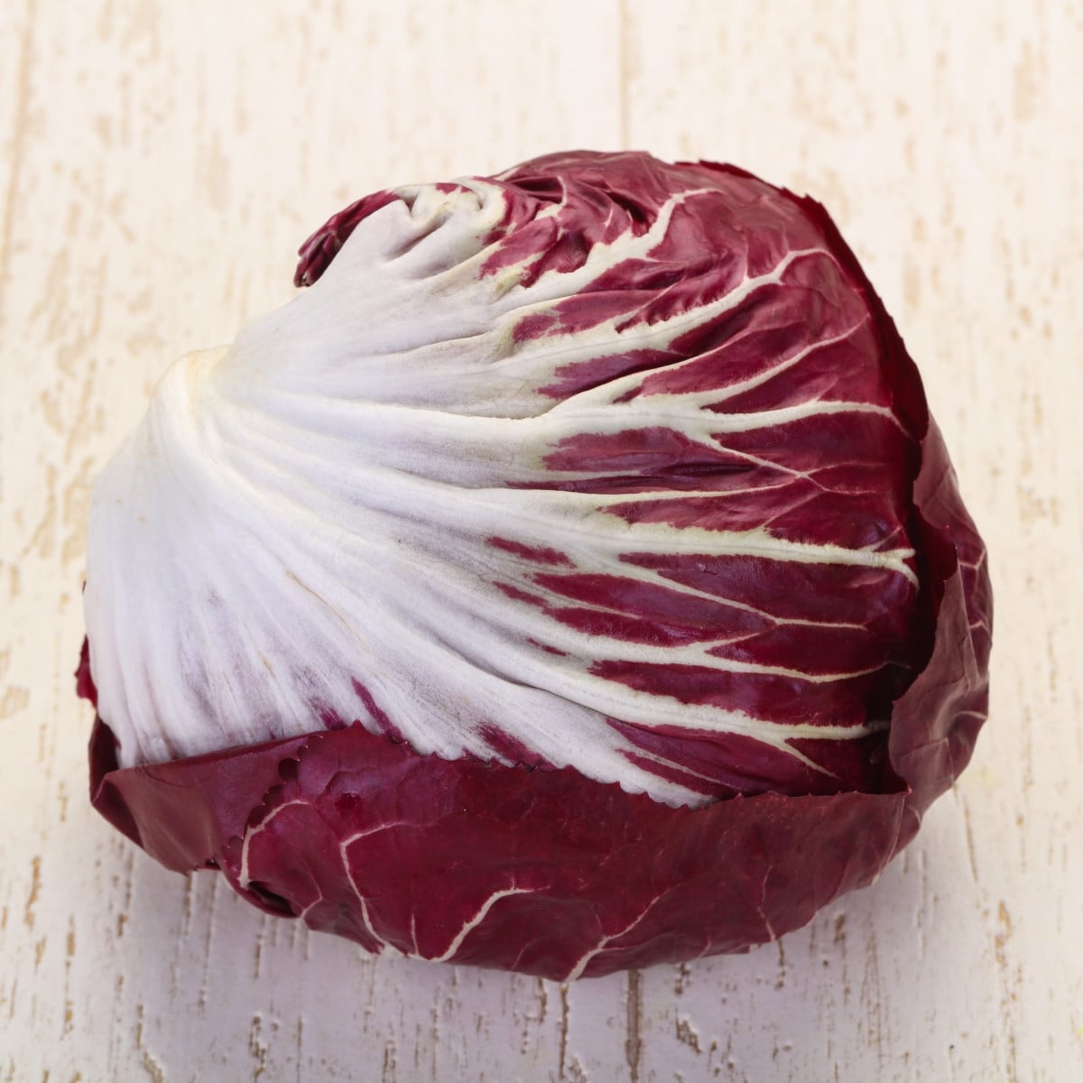 Čekanka Radicchio Indigo F1 - Cichorium intybus - semena čekanky - 20 ks