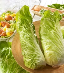 Čekanka Virtus F1 - Cichorium intybus - semena čekanky - 20 ks