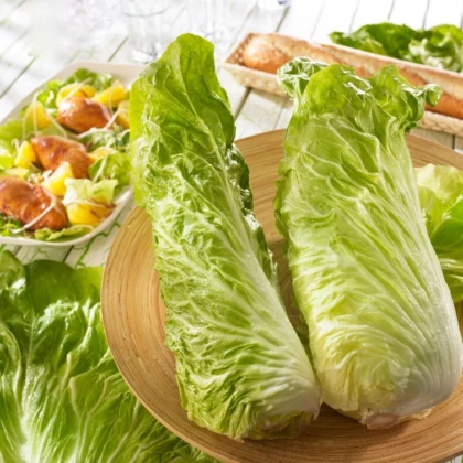 Čekanka Virtus F1 - Cichorium intybus - semena čekanky - 20 ks