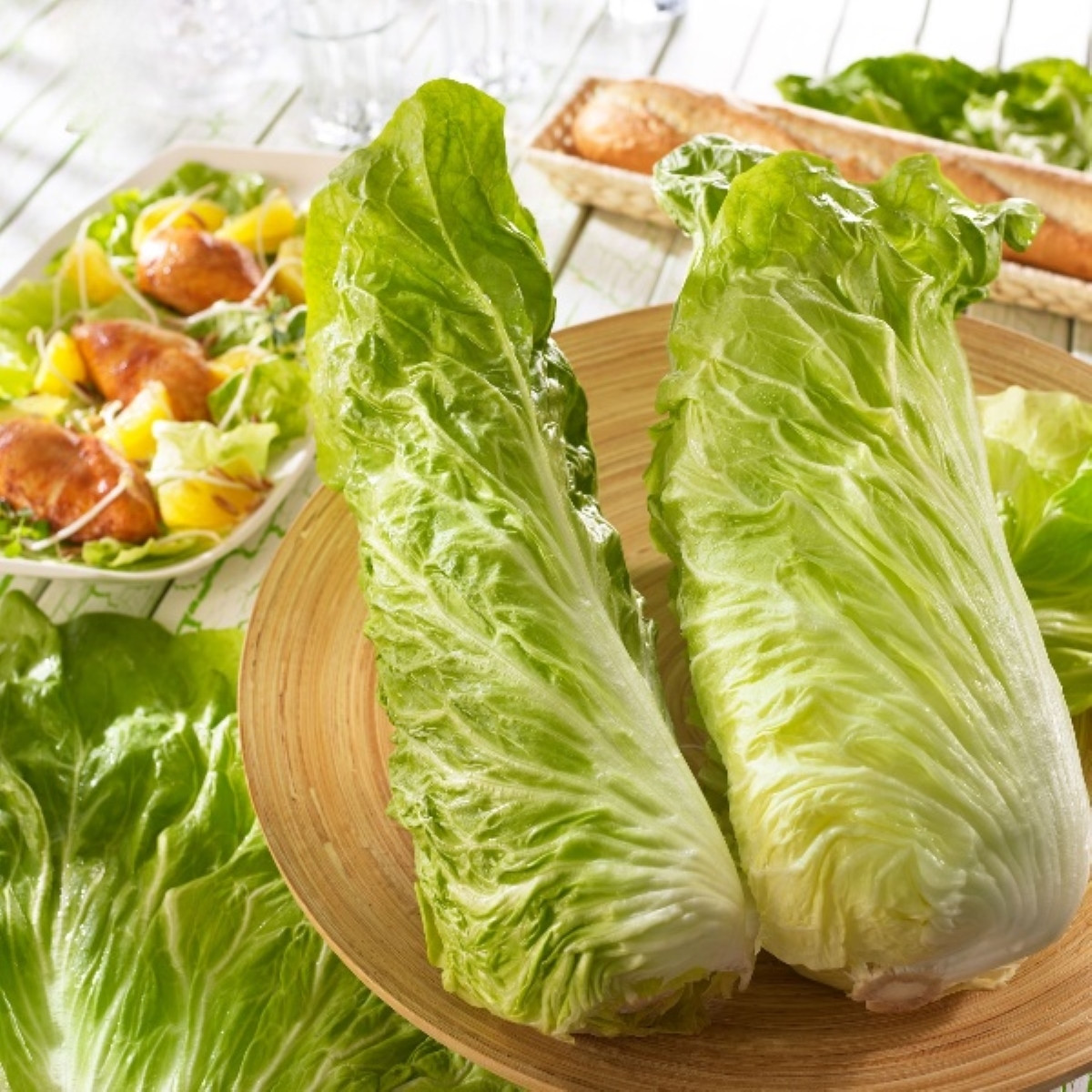 Čekanka Virtus F1 - Cichorium intybus - semena čekanky - 20 ks