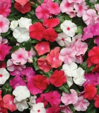 Barvínek Pacifica XP Mix - Catharanthus roseus - semena barvínku - 30 ks