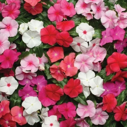 Barvínek Pacifica XP Mix - Catharanthus roseus - semena barvínku - 30 ks