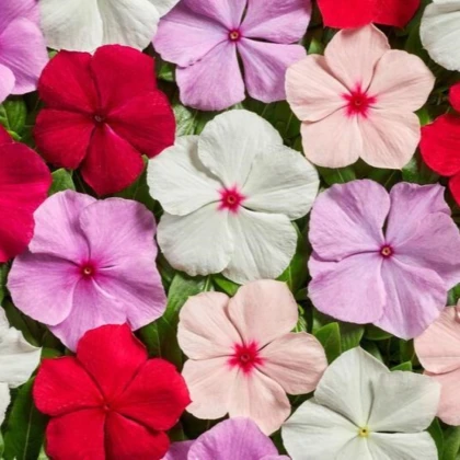Barvínek Volcano Mix F1 - Catharanthus roseus - semena barvínku - 30 ks