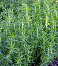 Saturejka zahradní Cyrano - Satureja hortensis - semena saturejky - 300 ks