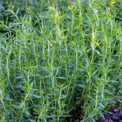 Saturejka zahradní Cyrano - Satureja hortensis - semena saturejky - 300 ks