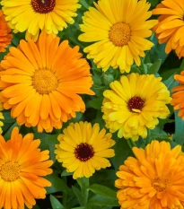 Měsíček lékařský Fiesta Gitana - Calendula officinalis - semena měsíčku - 50 ks