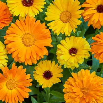 Měsíček lékařský Fiesta Gitana - Calendula officinalis - semena měsíčku - 50 ks
