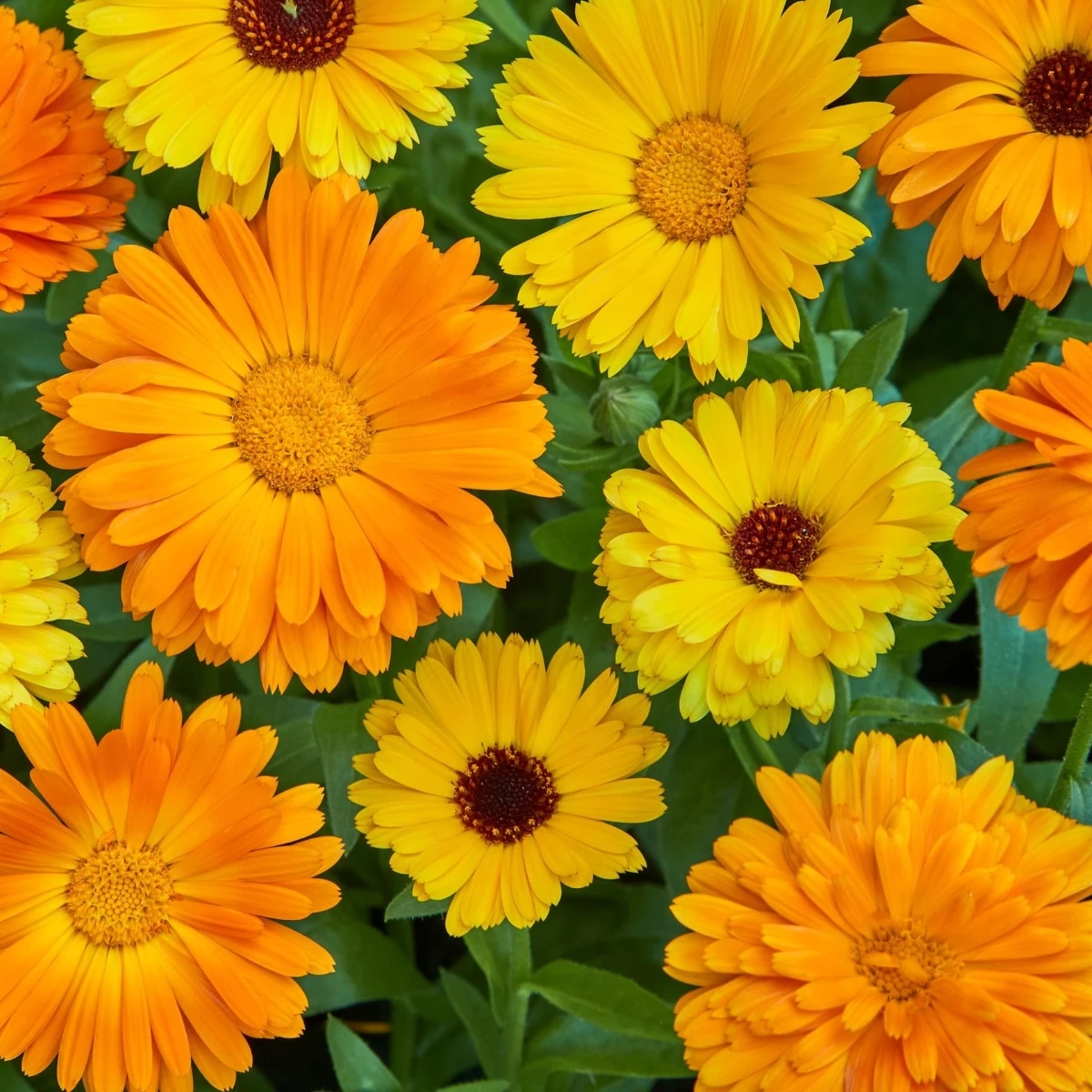 Měsíček lékařský Fiesta Gitana - Calendula officinalis - semena měsíčku - 50 ks