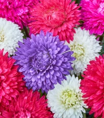 Astra čínská Teppich Mix - Callistephus chinensis - semena astry - 50 ks