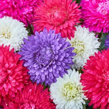 Astra čínská Teppich Mix - Callistephus chinensis - semena astry - 50 ks