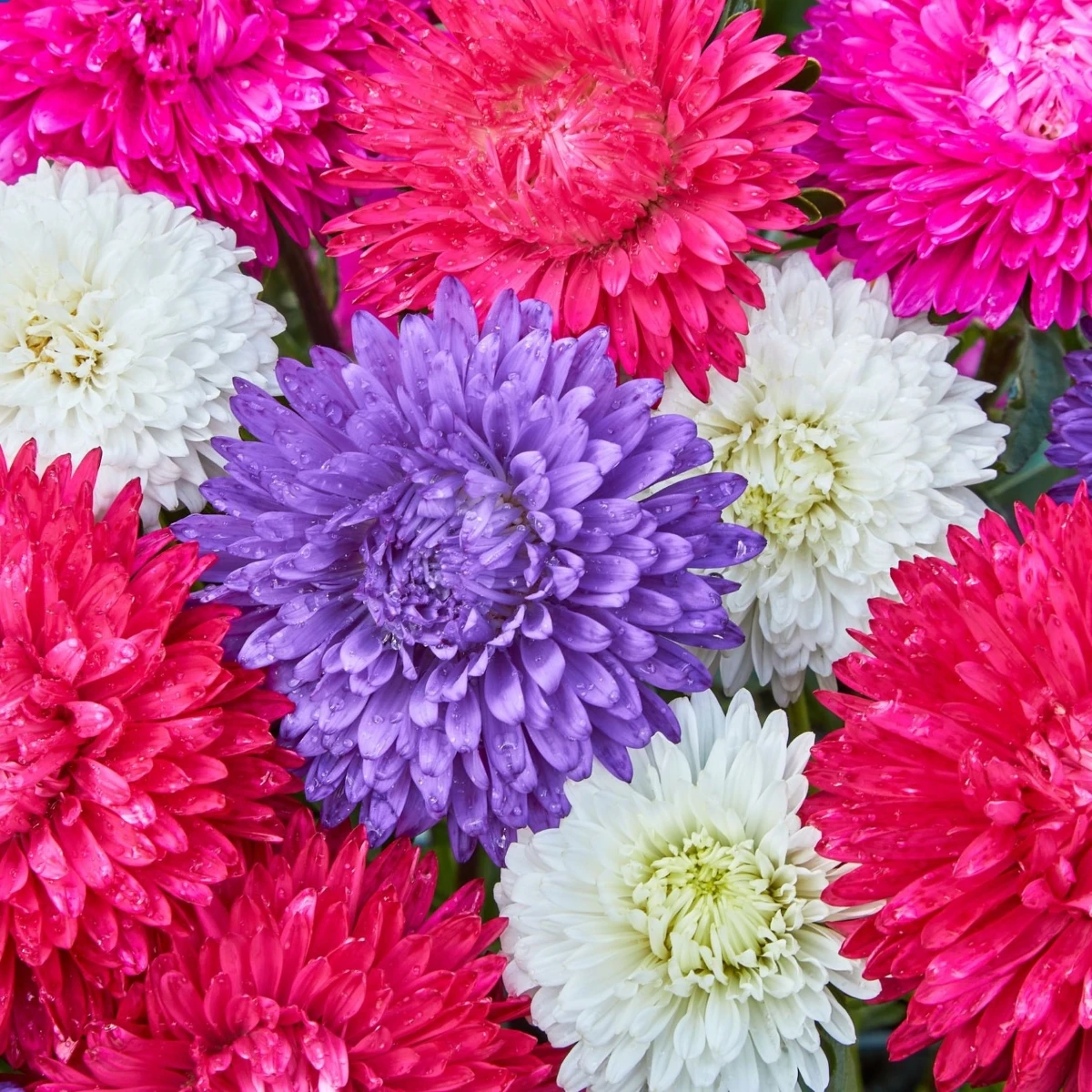 Astra čínská Teppich Mix - Callistephus chinensis - semena astry - 50 ks