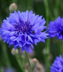 Chrpa Blauer Junge - Centaurea cyanus - semena chrpy - 45 ks