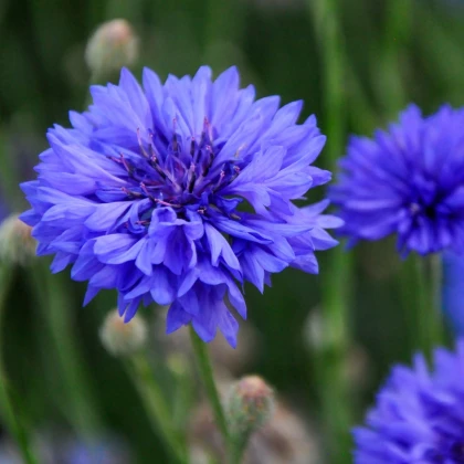 Chrpa Blauer Junge - Centaurea cyanus - semena chrpy - 45 ks