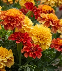 Aksamitník rozkladitý Strawberry Blonde - Tagetes patula - semena aksamitníku - 0,3 g