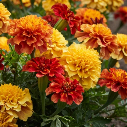 Aksamitník rozkladitý Strawberry Blonde - Tagetes patula - semena aksamitníku - 0,3 g