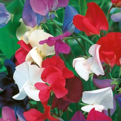 Hrachor královský směs - Lathyrus odoratus - semena hrachoru - 20 ks