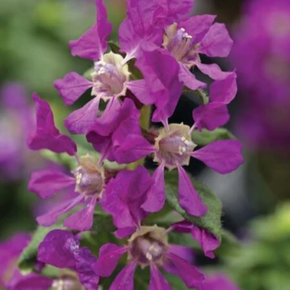 Hlazenec ohnivý Violet - japonská myrta - Cuphea Ilavea - semena hlazence - 15 ks