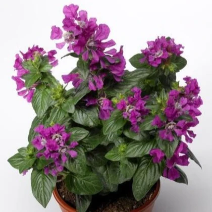 Hlazenec ohnivý Violet - japonská myrta - Cuphea Ilavea - semena hlazence - 15 ks