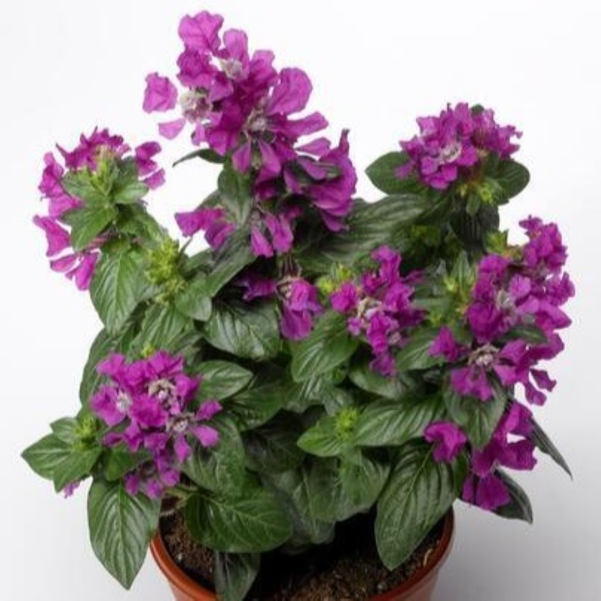 Hlazenec ohnivý Violet - japonská myrta - Cuphea Ilavea - semena hlazence - 15 ks