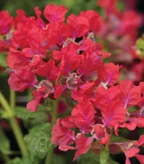 Hlazenec ohnivý Rose - japonská myrta - Cuphea Ilavea - semena hlazence - 15 ks