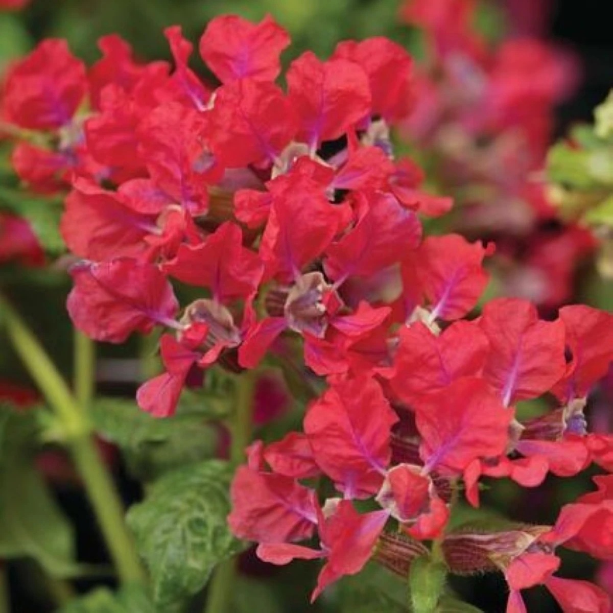 Hlazenec ohnivý Rose - japonská myrta - Cuphea Ilavea - semena hlazence - 15 ks