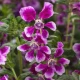 Hlazenec ohnivý Lavender Bicolor - japonská myrta - Cuphea Ilavea - semena hlazence - 15 ks