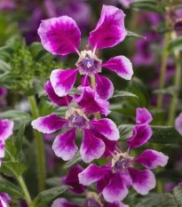Hlazenec ohnivý Lavender Bicolor - japonská myrta - Cuphea Ilavea - semena hlazence - 15 ks