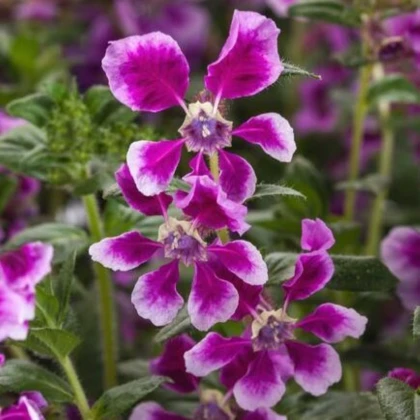 Hlazenec ohnivý Lavender Bicolor - japonská myrta - Cuphea Ilavea - semena hlazence - 15 ks