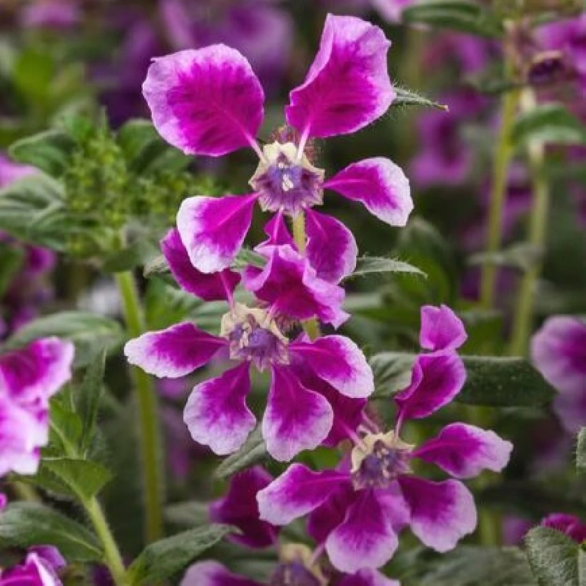 Hlazenec ohnivý Lavender Bicolor - japonská myrta - Cuphea Ilavea - semena hlazence - 15 ks