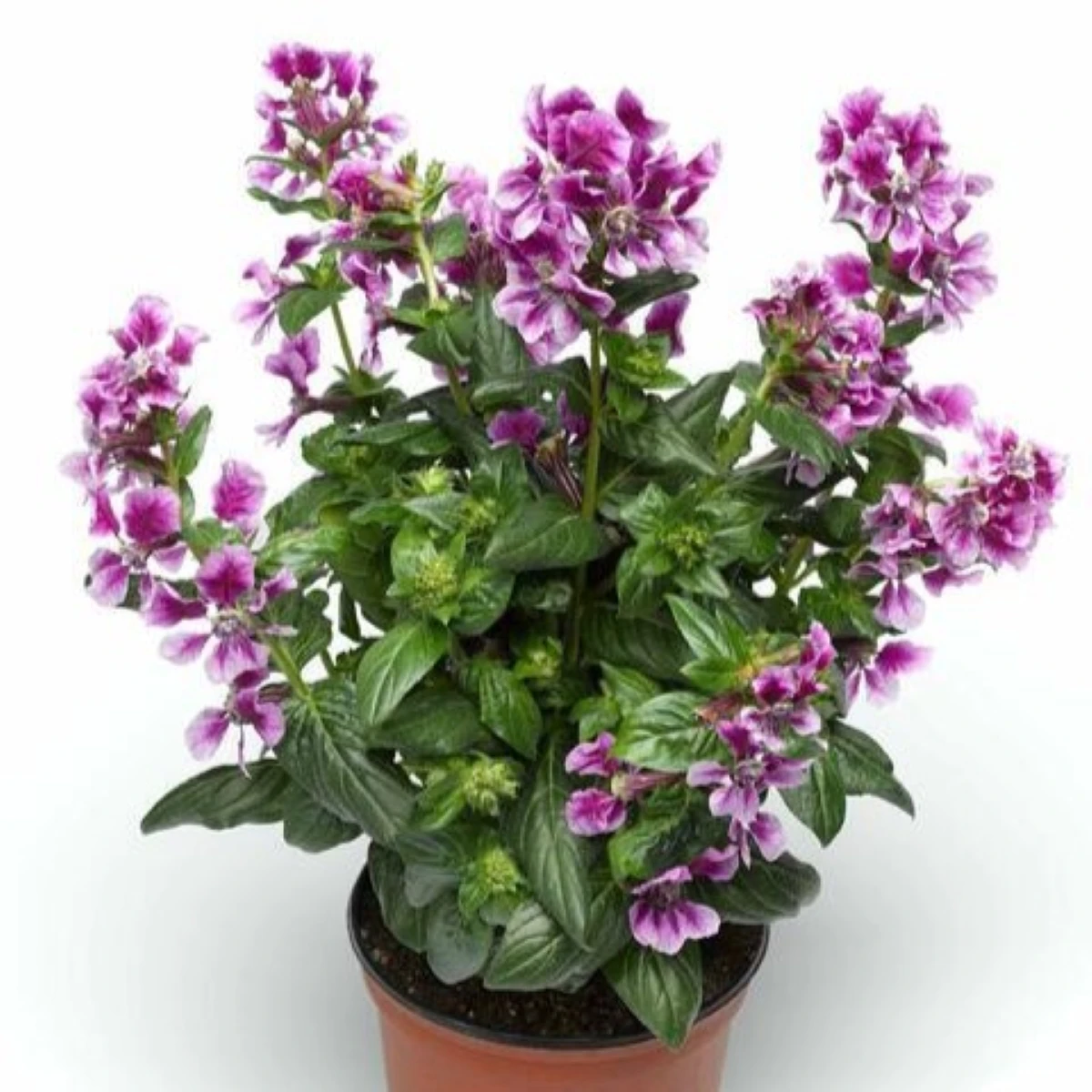 Hlazenec ohnivý Lavender Bicolor - japonská myrta - Cuphea Ilavea - semena hlazence - 15 ks