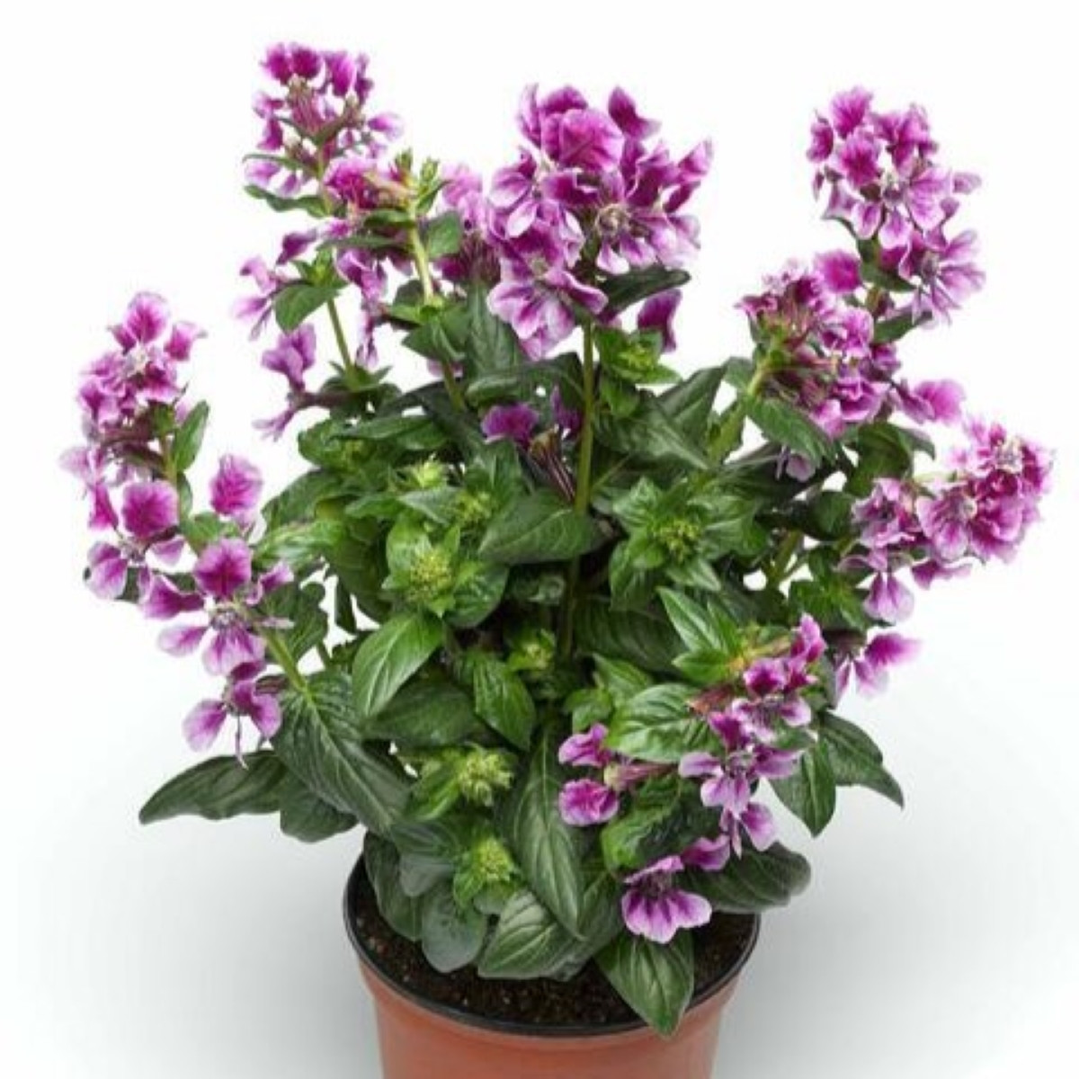 Hlazenec ohnivý Lavender Bicolor - japonská myrta - Cuphea Ilavea - semena hlazence - 15 ks
