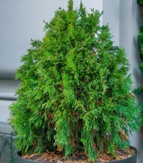 Túje Zerav orientální Compakta - Platycladus orientalis - semena túje - 18 ks