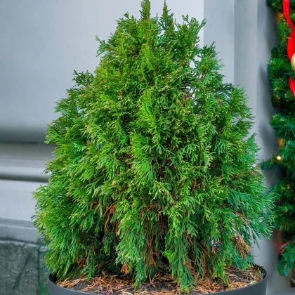 Túje Zerav orientální Compakta - Platycladus orientalis - semena túje - 18 ks