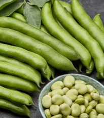 Bob obecný bílý Dreifach Weisse – Vicia faba – semena bobu – 20 ks