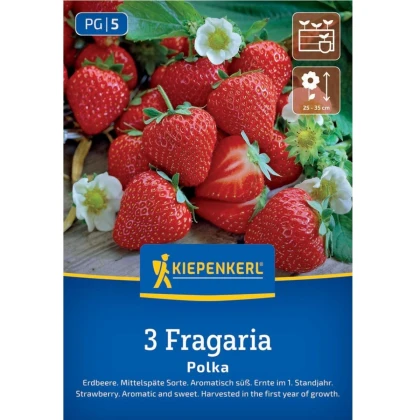Jahodník Polka - Fragaria ananassa - prostokořenné sazenice jahodníku - 3 ks