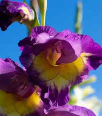 Gladiol velkokvětý Joplin - Gladiolus - hlízy mečíku - 3 ks