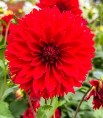 Jiřinka Red Fubuki - Dahlia - hlízy jiřinky - 1 ks