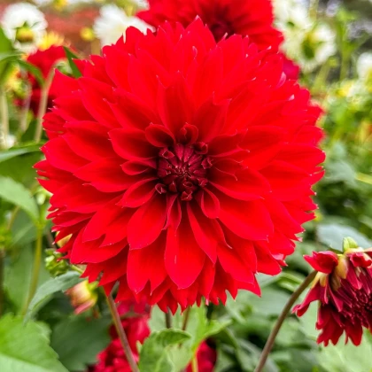 Jiřinka Red Fubuki - Dahlia - hlízy jiřinky - 1 ks