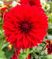 Jiřinka Red Fubuki - Dahlia - hlízy jiřinky - 1 ks