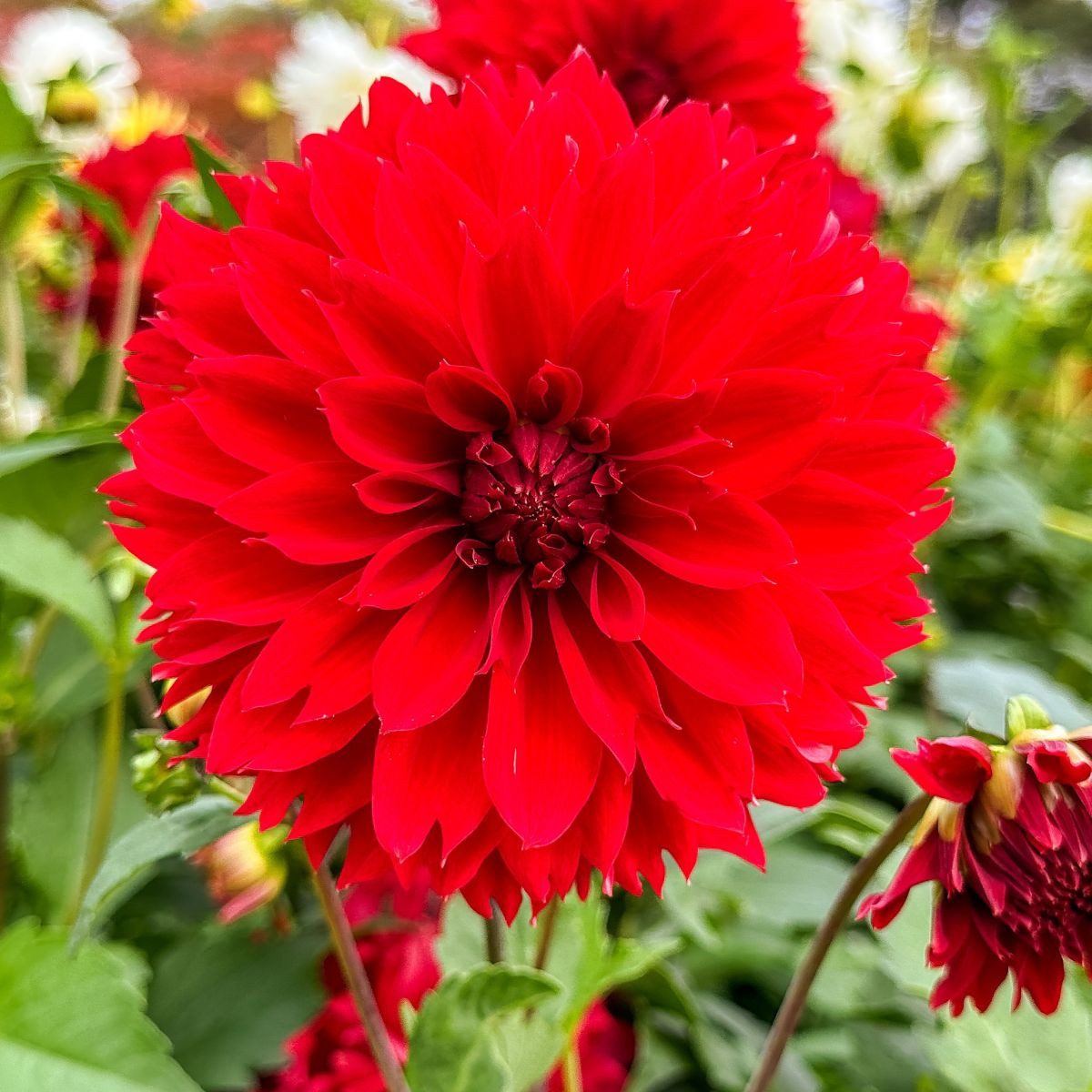 Jiřinka Red Fubuki - Dahlia - hlízy jiřinky - 1 ks